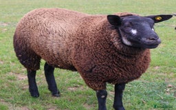 Sheep livestock for sale: PEDIGREE BADGER FACE TEXEL FEMALE LAMB - Image 2