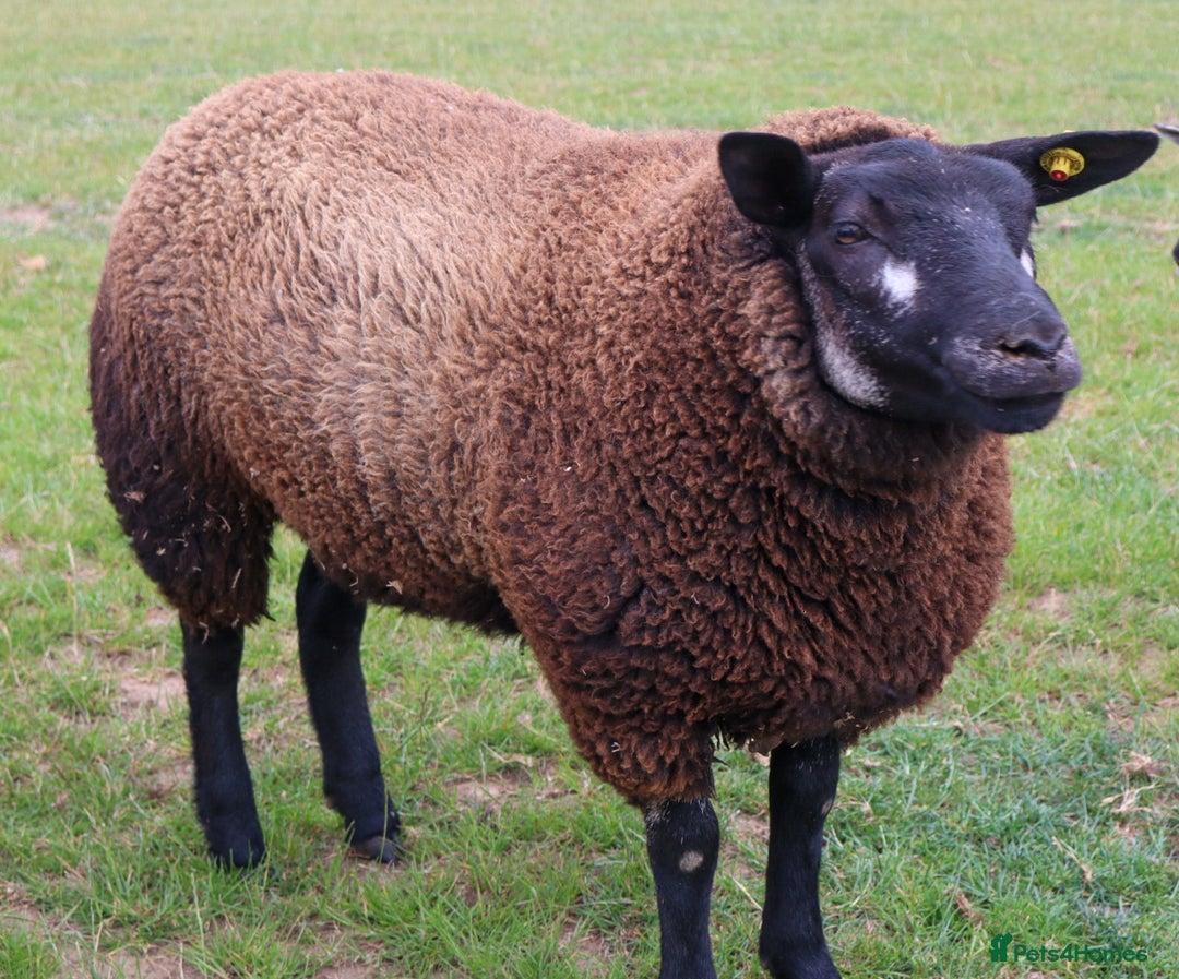 Sheep livestock for sale: PEDIGREE BADGER FACE TEXEL FEMALE LAMB - Image 2