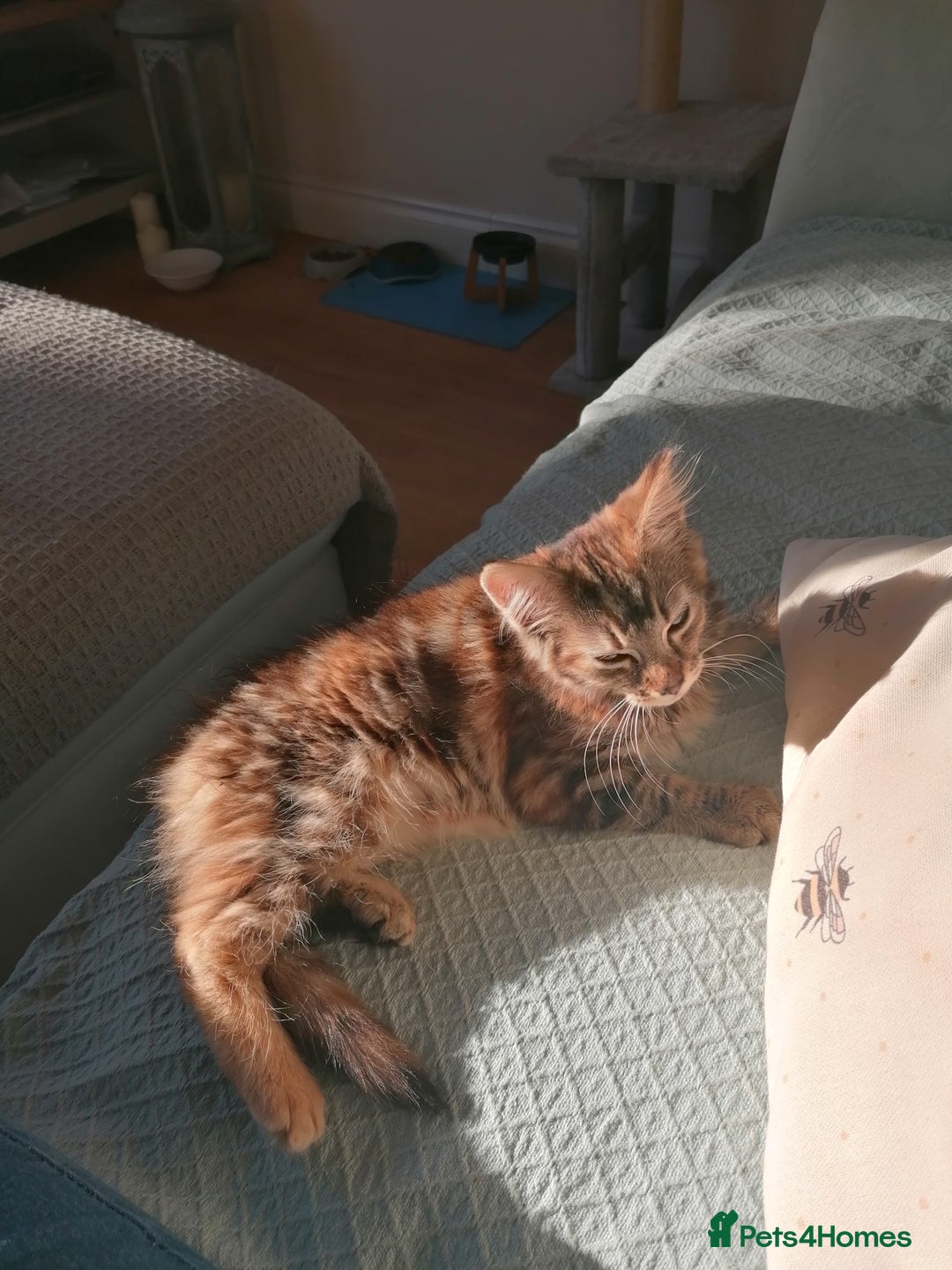 Mixed Breed cats for sale: Bengal Norwegian forest cross kitten  - Advert 6