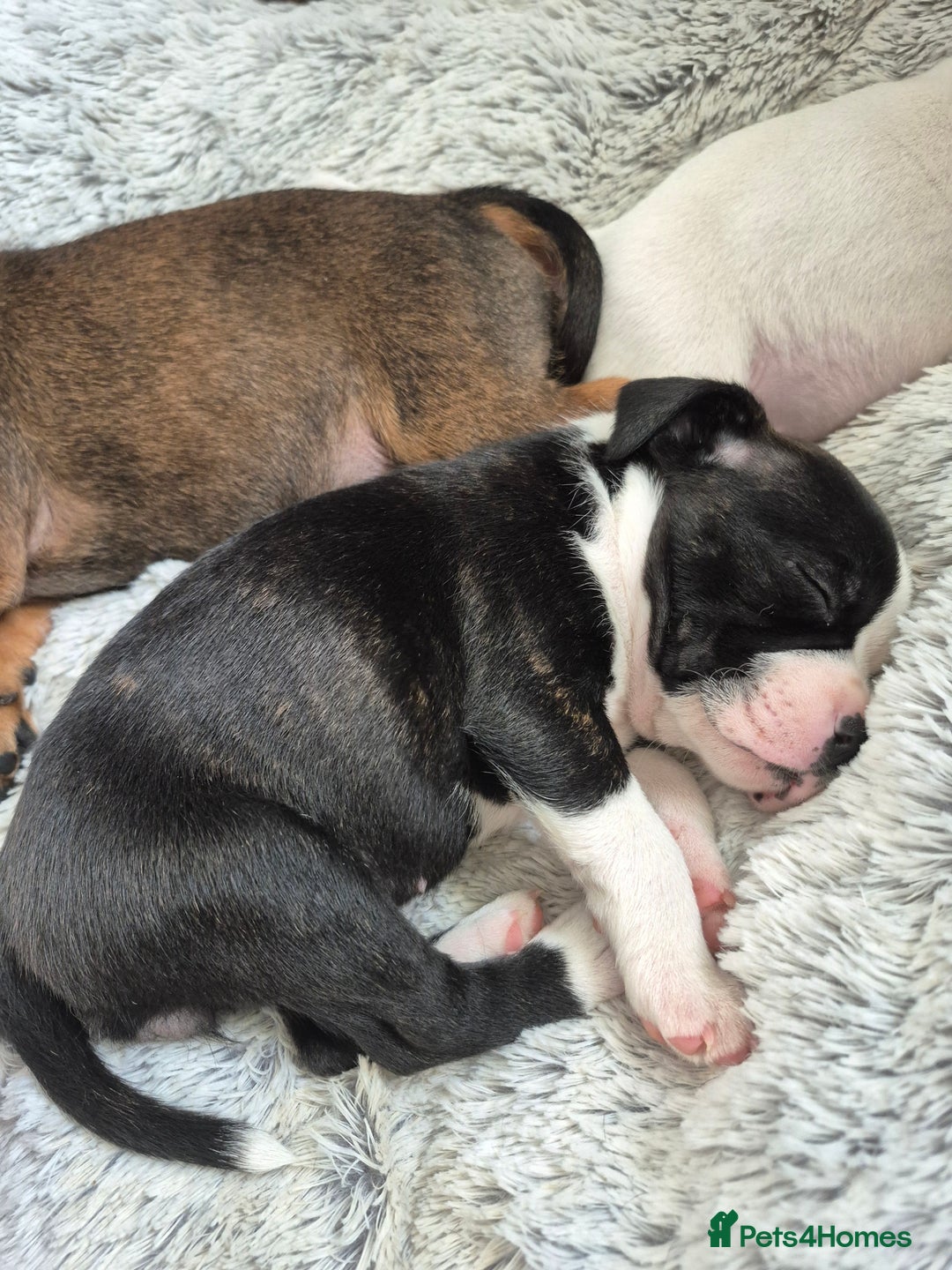 Staffordshire Bull Terrier dogs for sale: DNA HEALTH TESTED STAFFIE PUPPIES, BAER HEARING  - Advert 30
