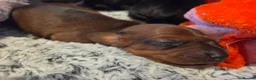 Miniature Dachshund dogs for sale: MINIATURE DACHSHUNDS TO FIND THEIR FOREVER HOME 🏡 - Advert 8