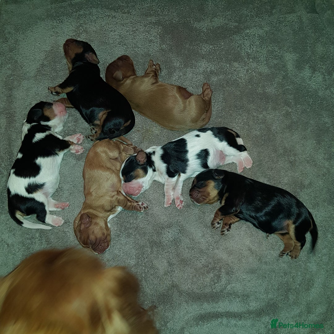 Cavalier King Charles Spaniel dogs for sale: 2 Cavalier king Charles puppies left - Image 5