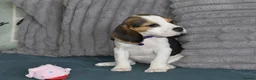 Beagle dogs for sale: Beautiful beagle puppies  - Advert 9