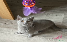 British Shorthair cats for sale:  Gorgeous  pedigree Bsh kittens Ready now  - Image 9