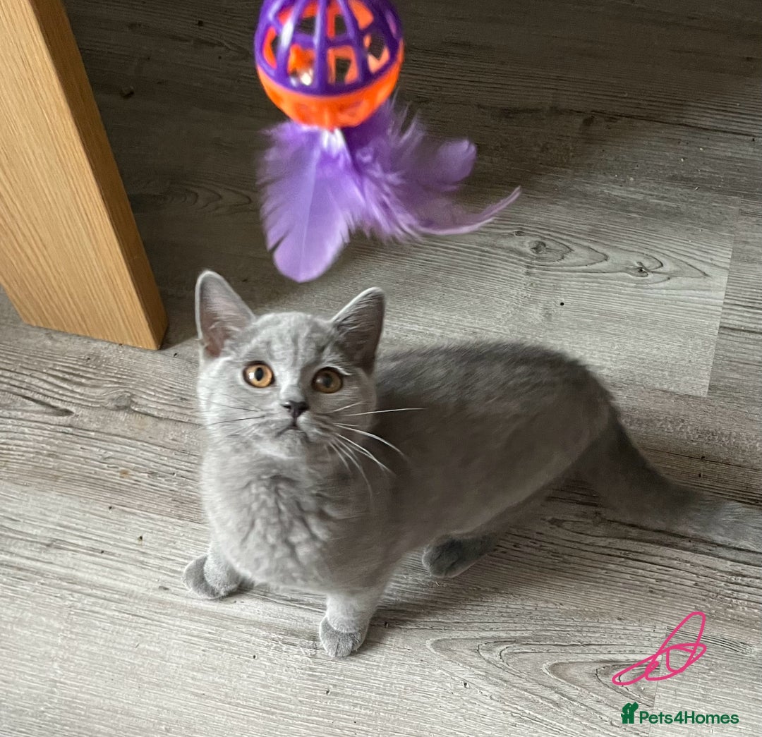British Shorthair cats for sale:  Gorgeous  pedigree Bsh kittens Ready now  - Image 9