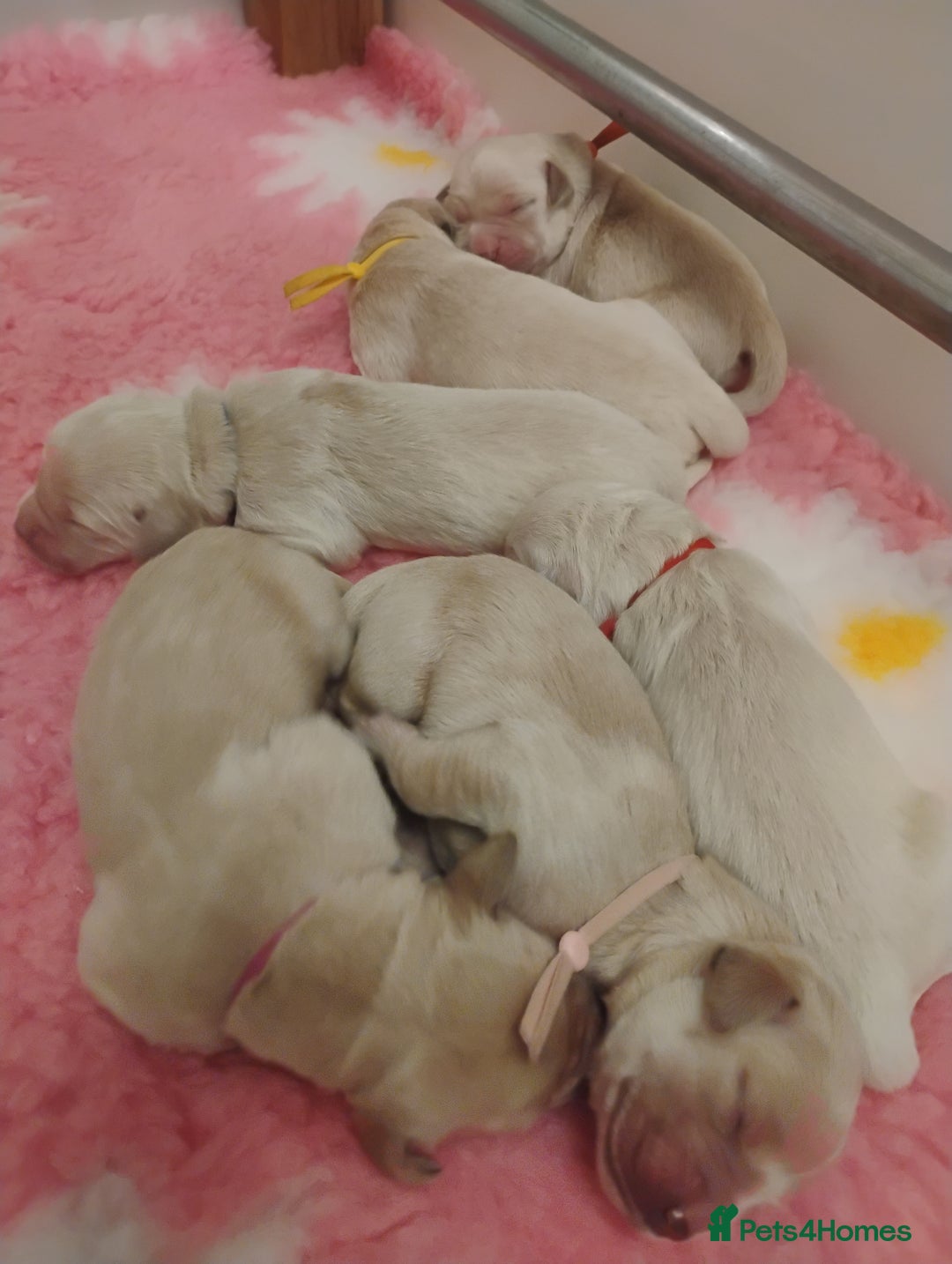 Golden Retriever dogs for sale: KC Fully health tested Golden retriever puppies - Image 10