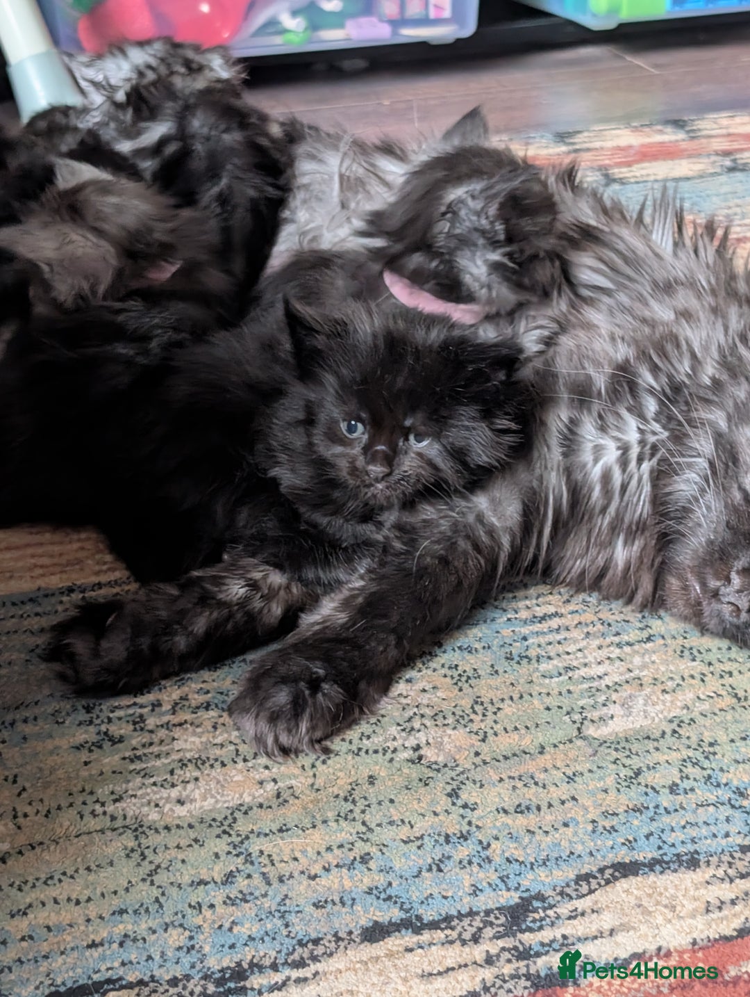 Maine Coon cats for sale: 6 Beautiful main coon kittens - Advert 6