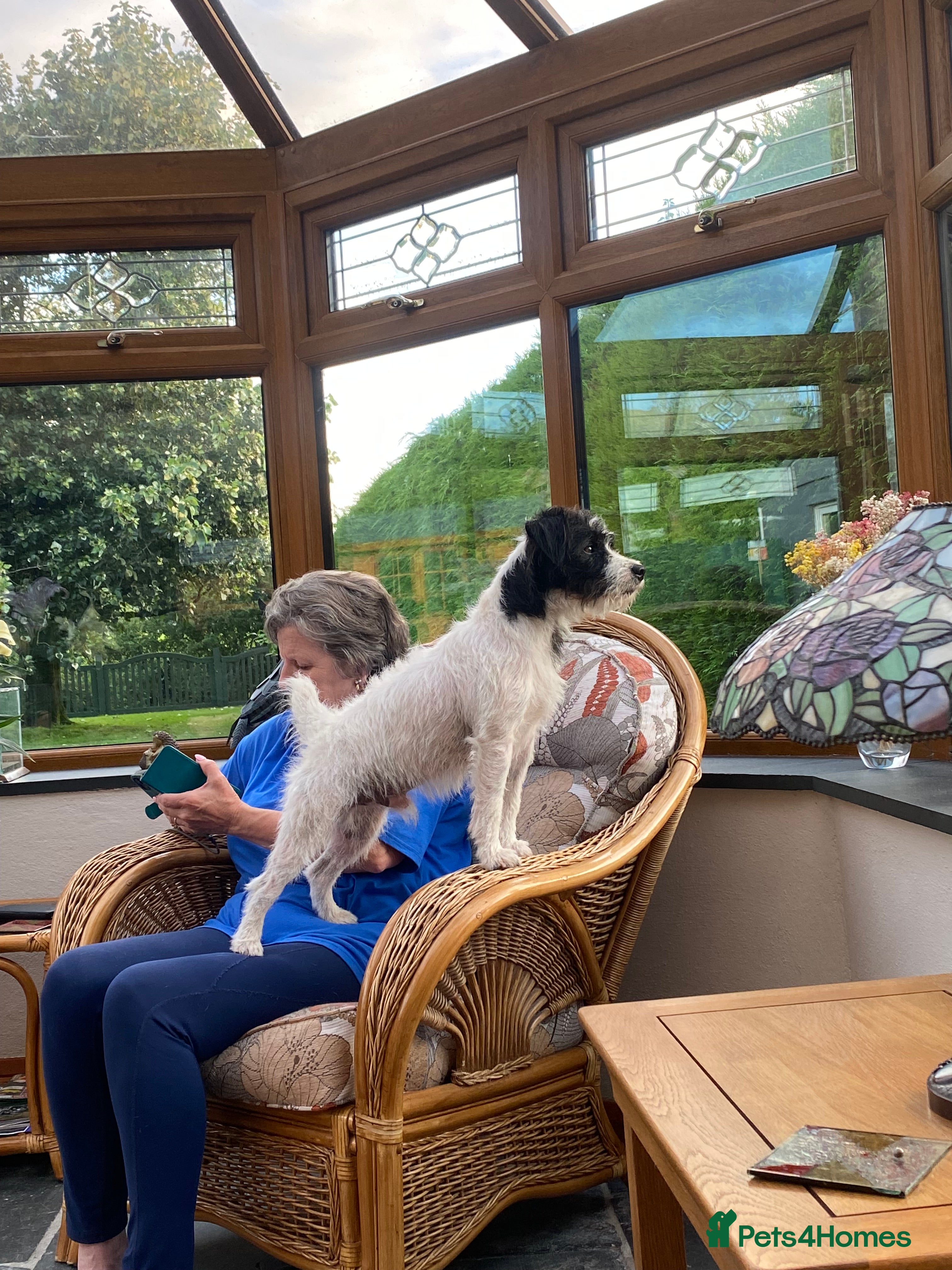 Parson Russell dogs KC parsons Russell for stud  - Advert 1