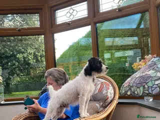 Parson Russell dogs KC parsons Russell for stud - Advert 1