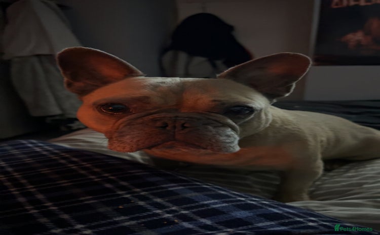 French Bulldog dogs - Advert 7