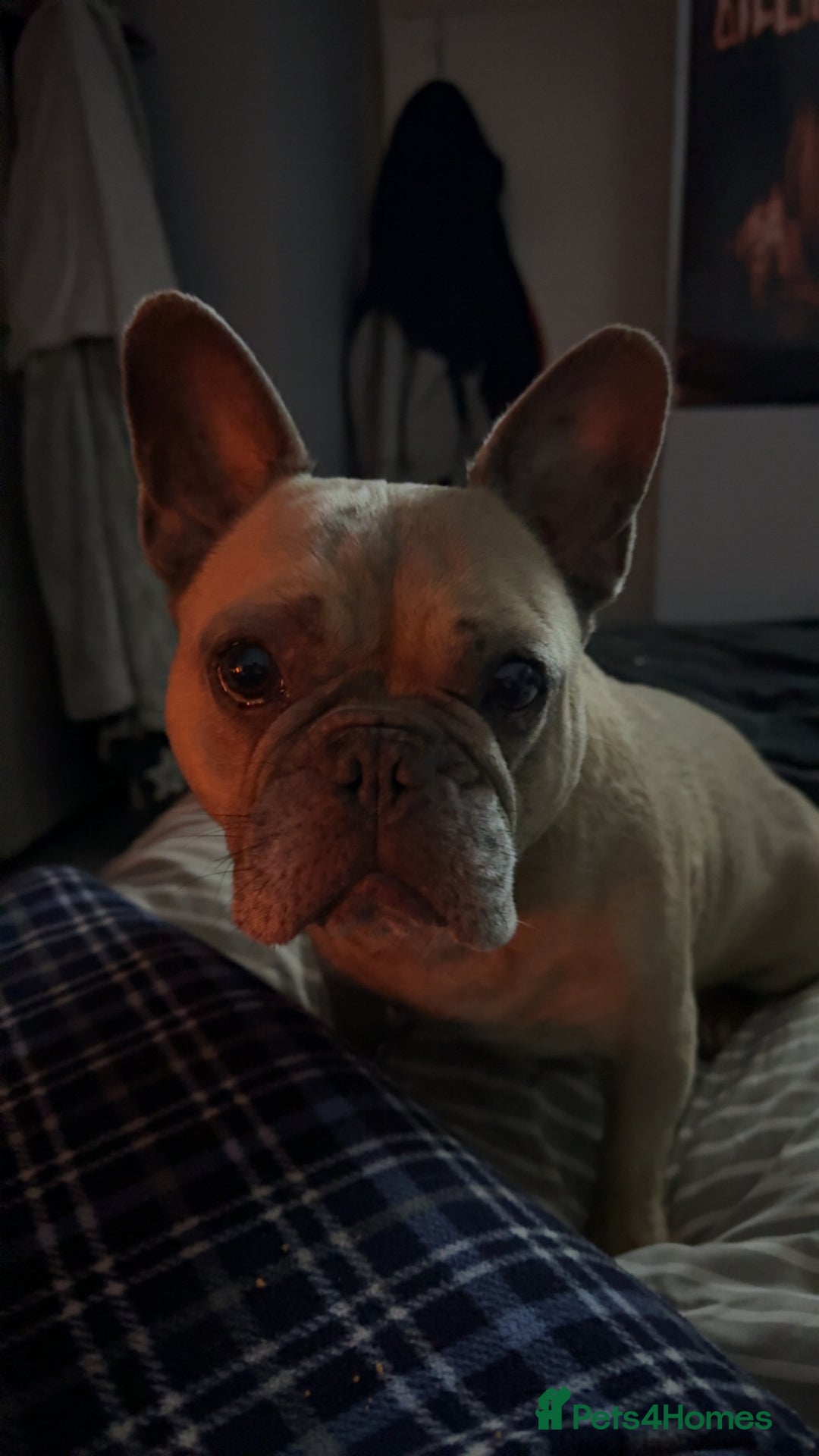 French Bulldog dogs for sale: Rooney/ French bulldog for sale - Image 1