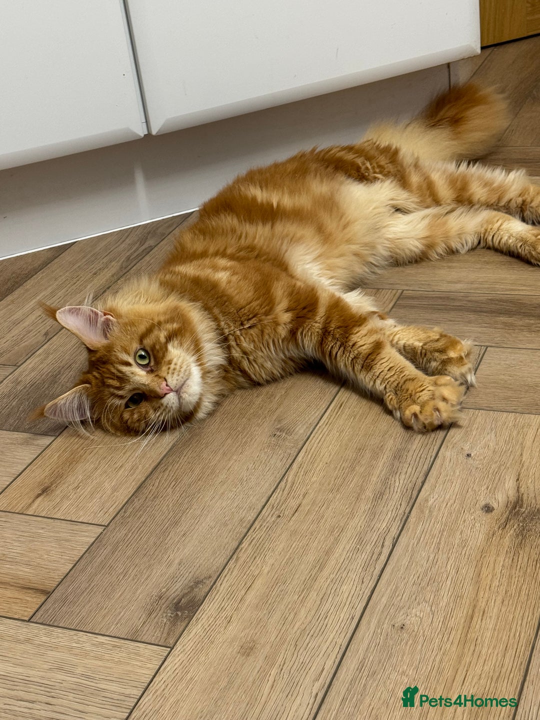 Maine Coon cats for stud: Proven Red tabby Maine coon stud - Advert 9