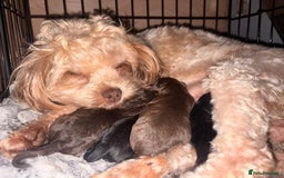 Shihpoo dogs for sale: Adorable Shihpoo puppies 🐾🐕🤍 - Image 3