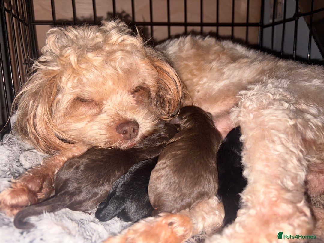 Shihpoo dogs for sale: Adorable Shihpoo puppies 🐾🐕🤍 - Image 3