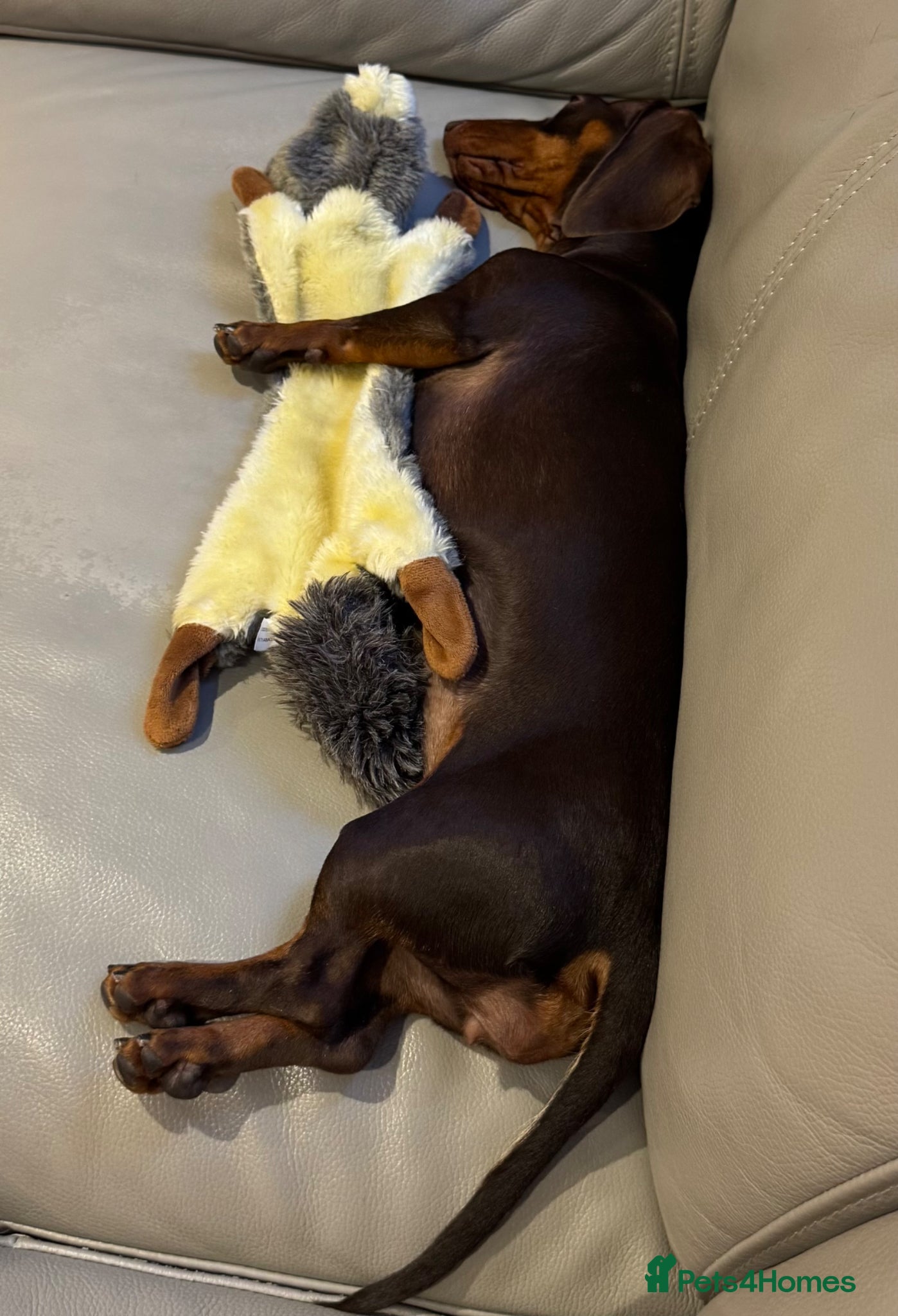 Miniature Dachshund dogs for sale: Only star home for my miniature Dachshund Bella! - Advert 10