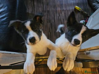 Akita dogs Akita pups. Last 2 girls looking for their homes - Advert 4