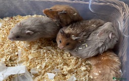 Hamster rodents for sale: Stunning home-bred Syrian hamster pups  - Image 1