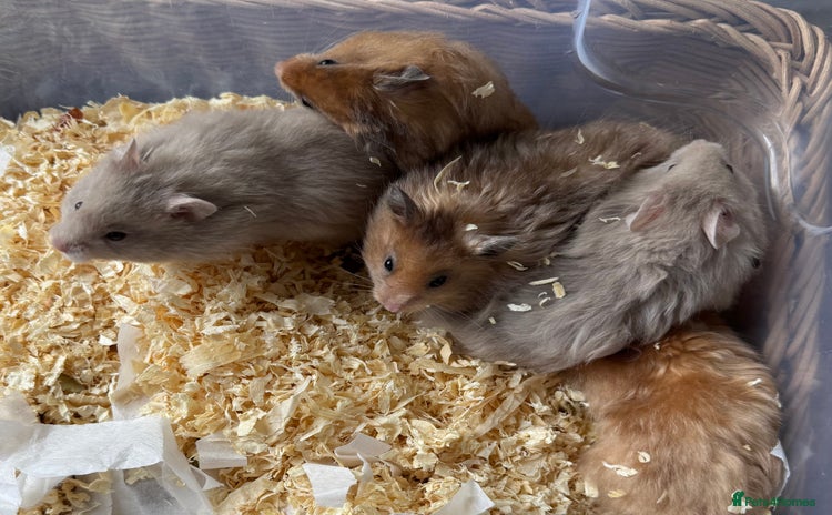 Hamster rodents - Advert 2
