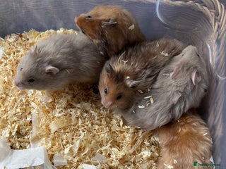 Hamster rodents - Advert 21