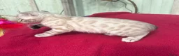 Keetso cats for sale: Superb very rare polydactyl curled eared keetsos  - Advert 28
