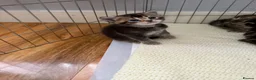 Scottish Fold cats for sale: Scottish fold kittens  - Advert 22