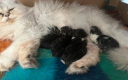 Persian cats for sale: Persian kittens for sale  - Image 18