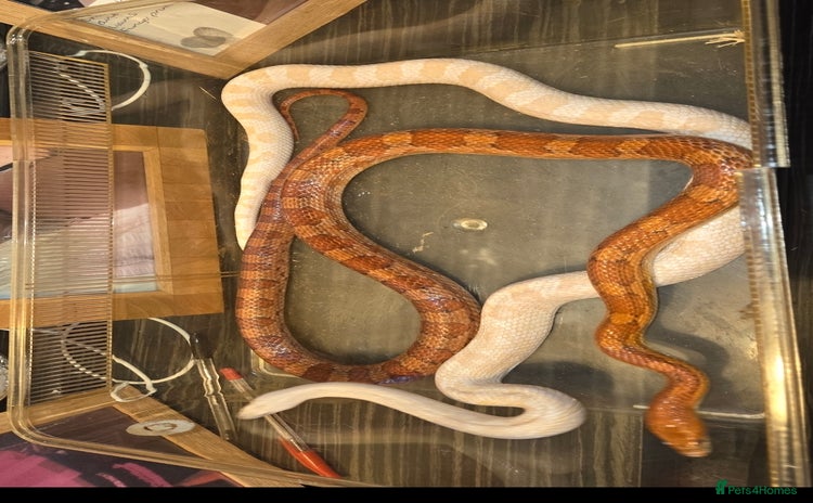 Corn Snake reptiles - Advert 3