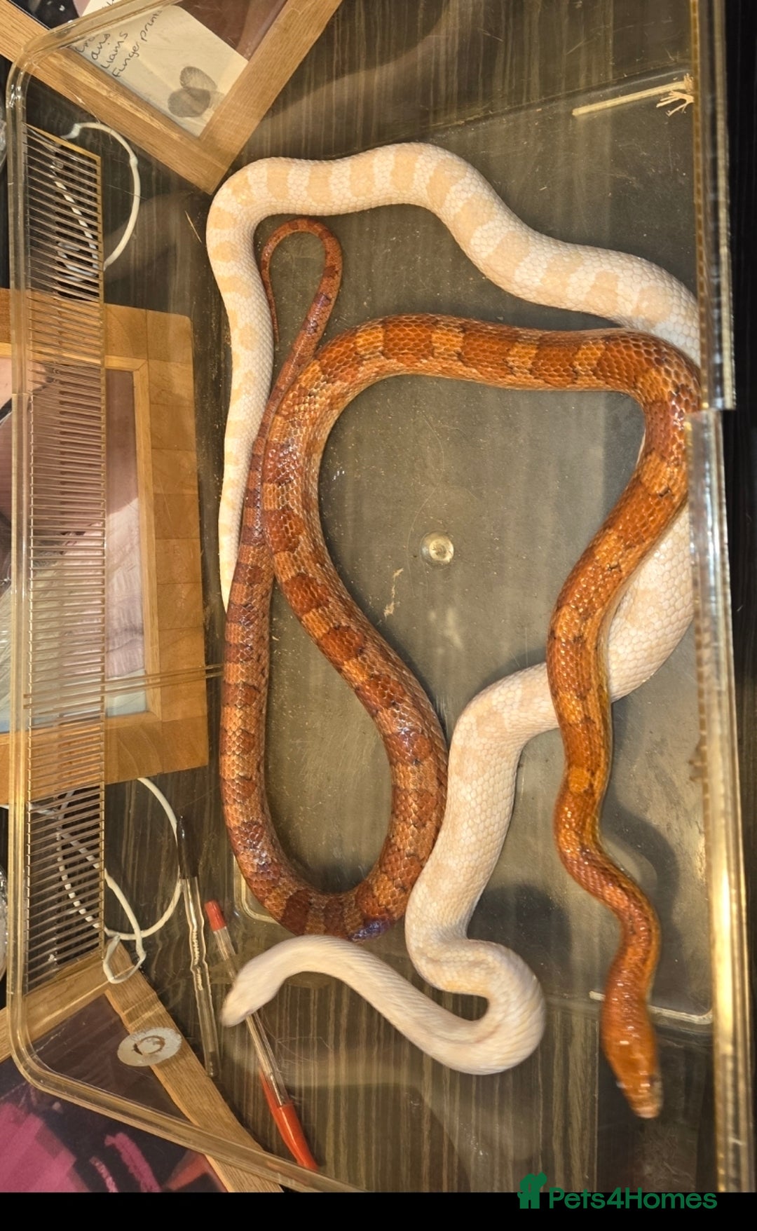 Corn Snake reptiles for sale: X2 4½ft-5ft corn snakes - Image 1