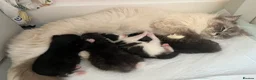 Mixed Breed cats for sale: 4 x Beautiful Mixed Breed Ragdoll Kittens  - Advert 4