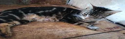 Mixed Breed cats for sale: Beautiful kittens  - Advert 4