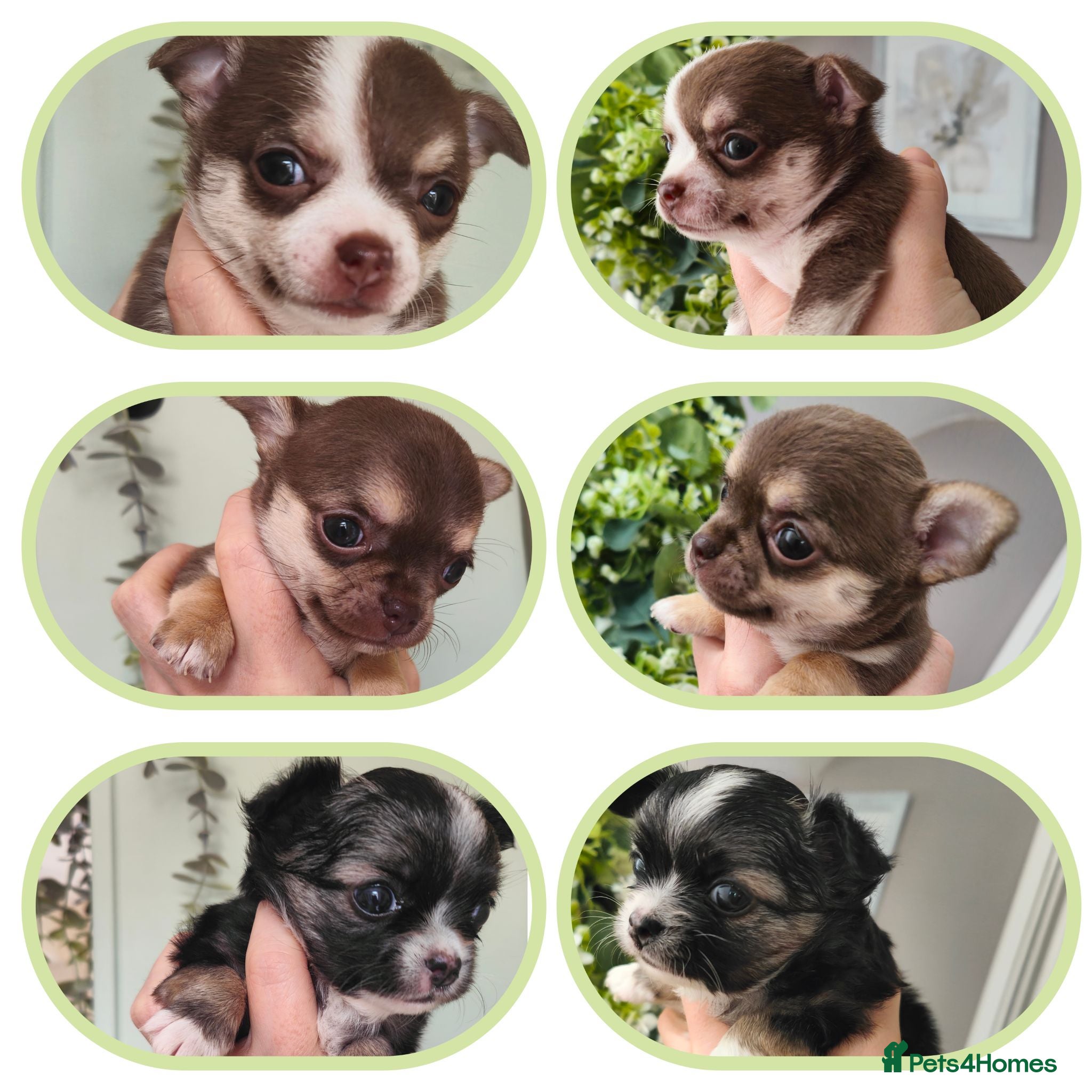 Chihuahua dogs 🌻Cute purebred chihuahua puppies🌻 - Advert 1
