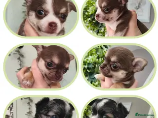 Chihuahua dogs 🌻Cute purebred chihuahua puppies🌻 - Advert 1