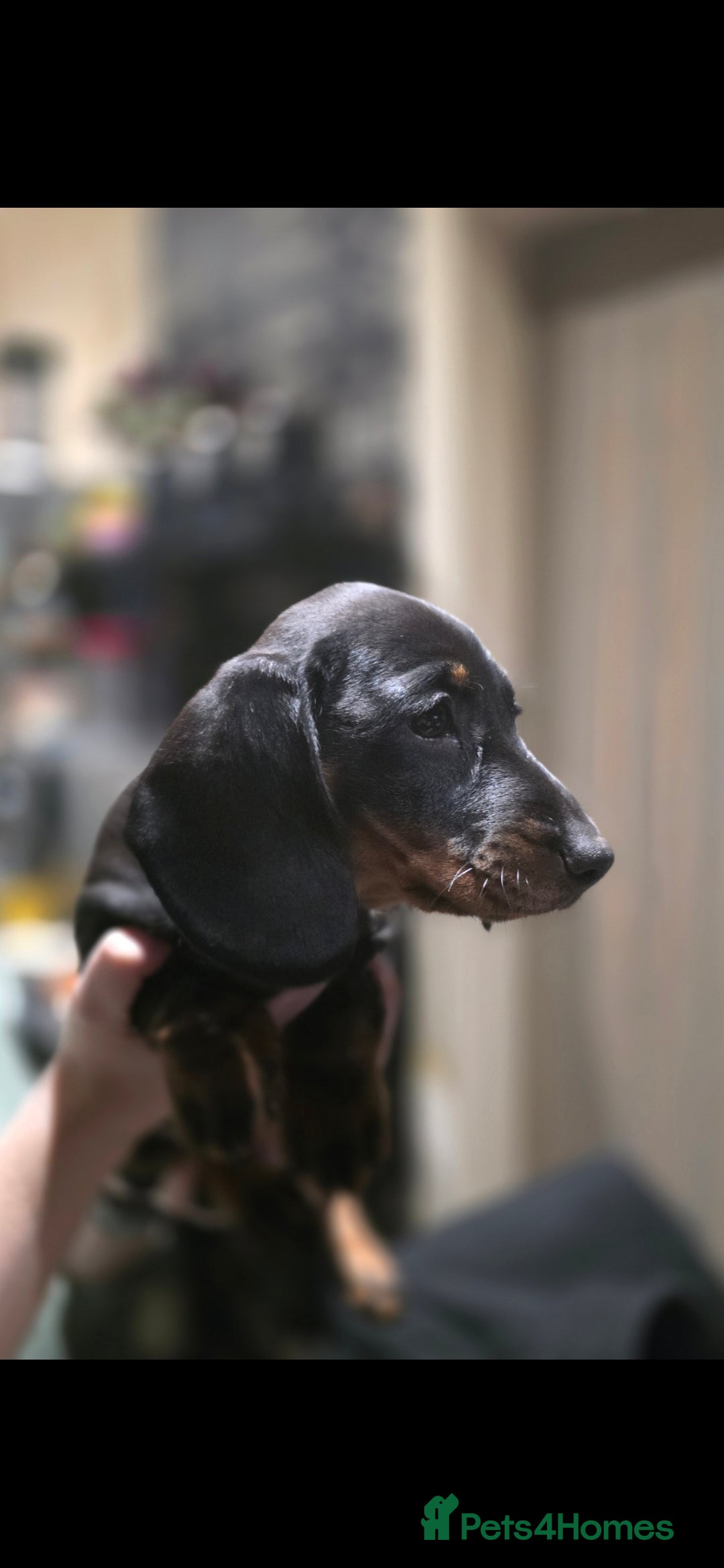 Dachshund dogs for sale: Beautifull puppies  - Advert 8