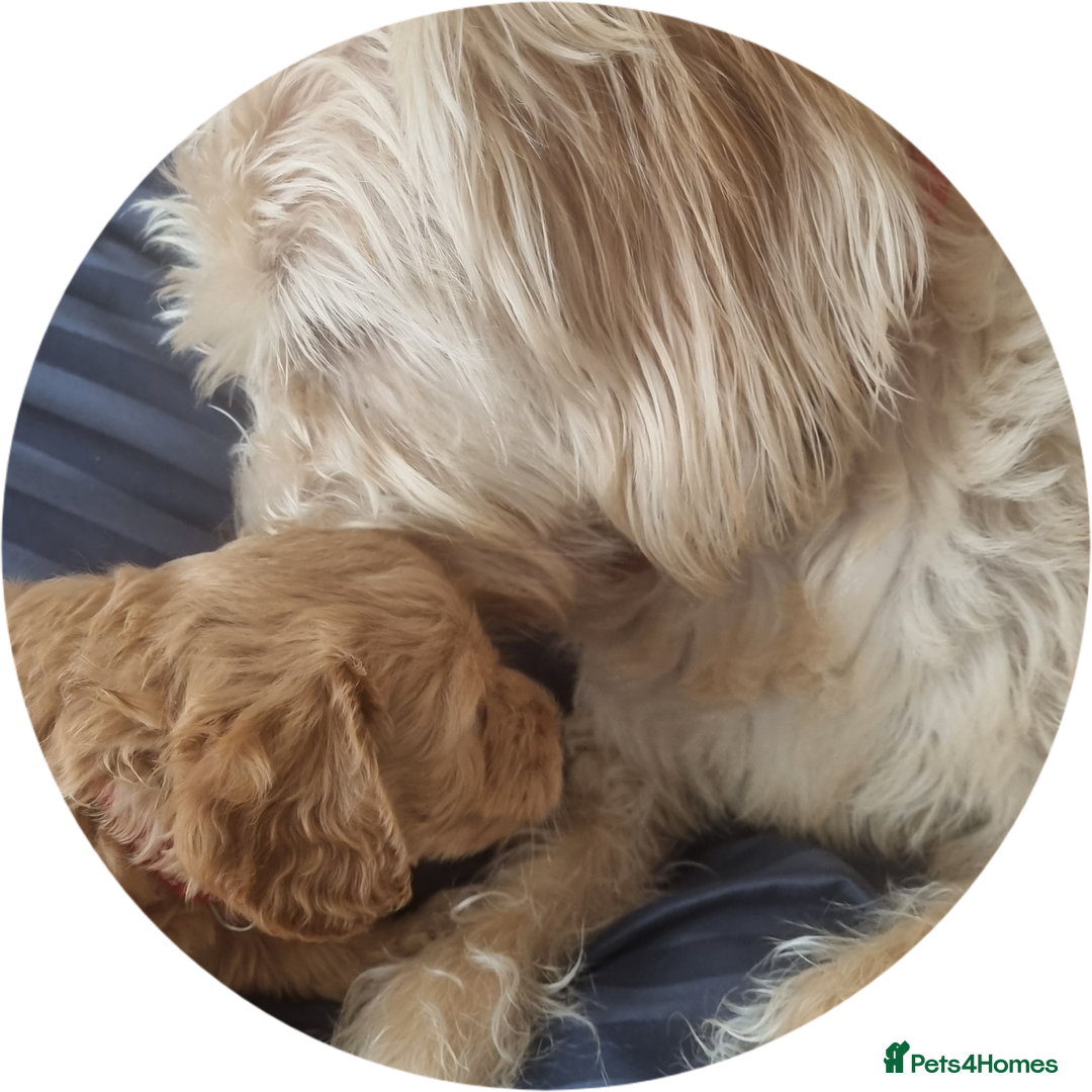 Labradoodle dogs for sale: Outstanding beautiful labradoodles F3b puppies - Image 26