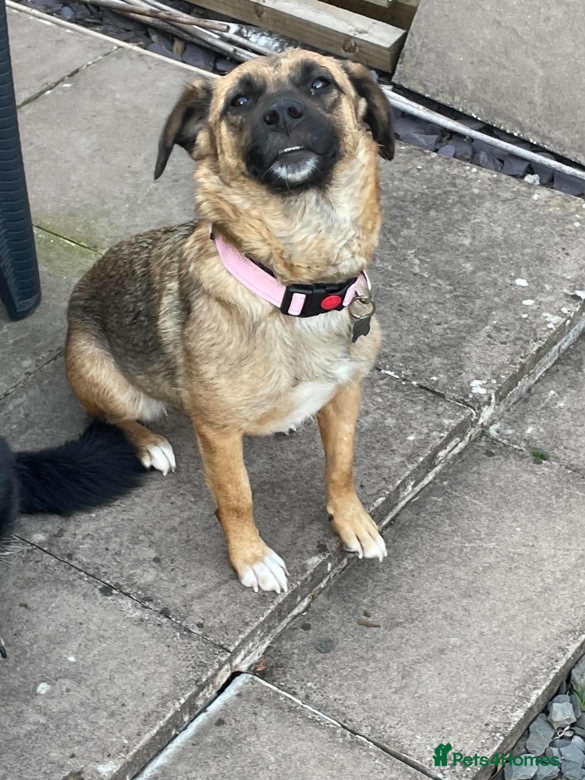 Mixed Breed dogs Lotti – gentle, loving & ready for home 💗 - Advert 1