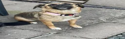 Mixed Breed dogs for adoption: Lotti – gentle, loving & ready for home 💗 in Birmingham - Advert 1