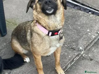 Mixed Breed dogs Lotti – gentle, loving & ready for home 💗 - Advert 1