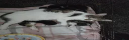Mixed Breed cats for sale: Adorable kittens in Barnsley - Advert 4