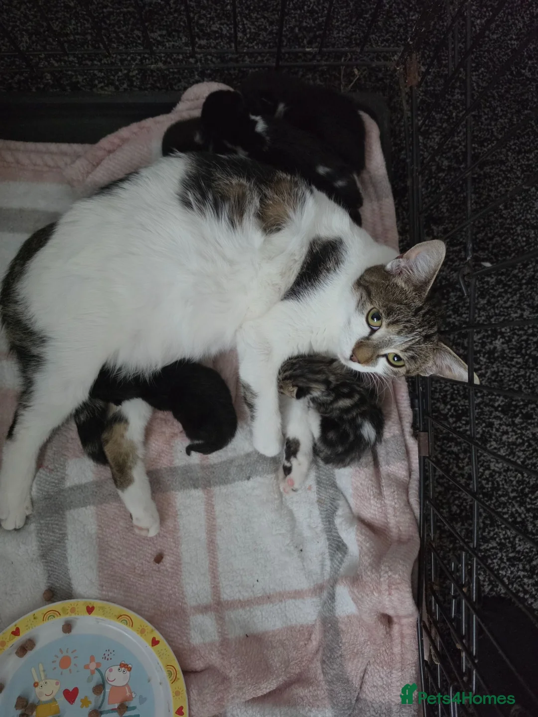 Mixed Breed cats for sale: Adorable kittens in Barnsley - Advert 4