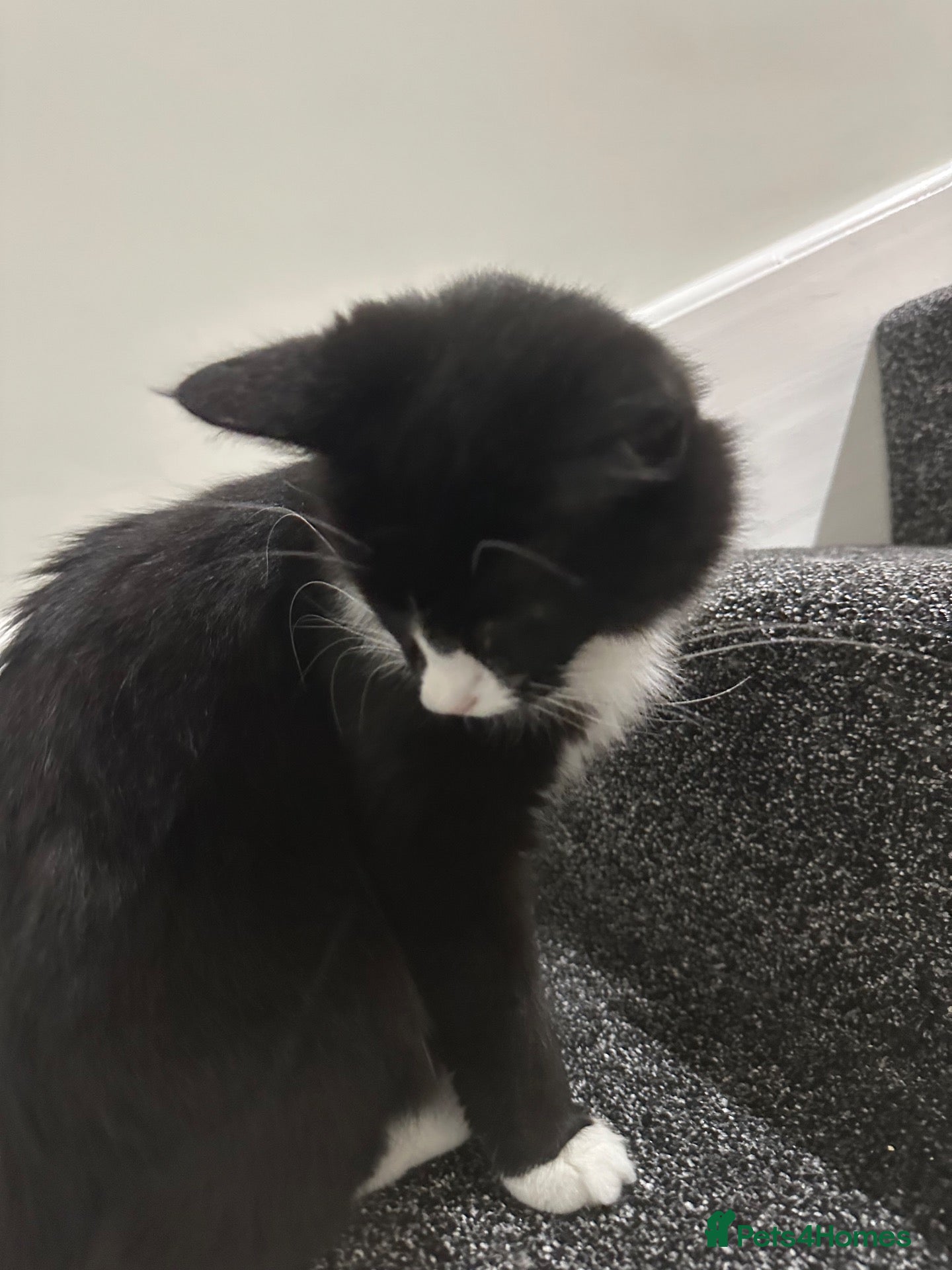 Mixed Breed cats Ginny and kinny looks for rehome - Advert 1