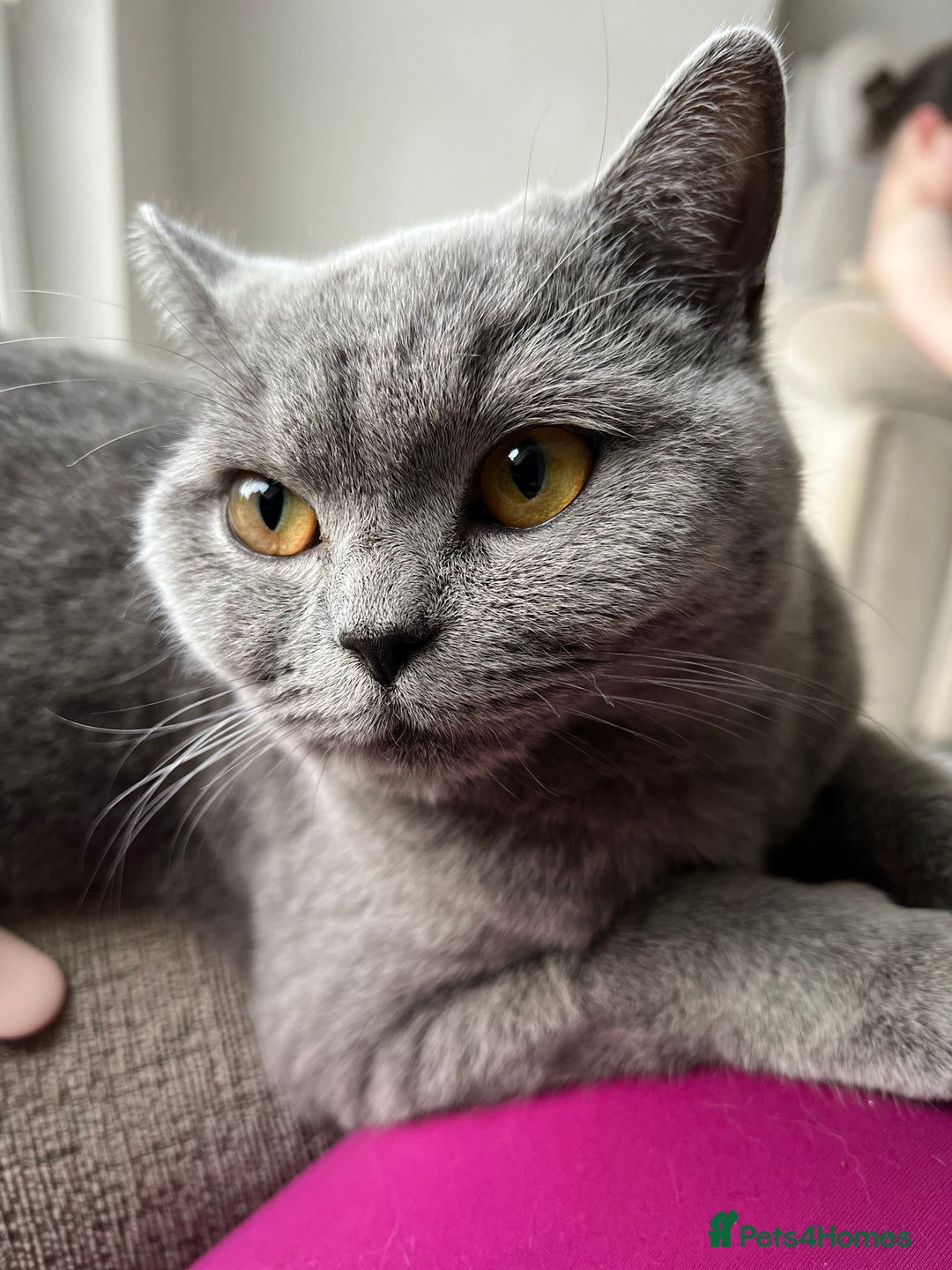 British Shorthair cats for sale: Beautiful British Shorthair Queen - Image 4