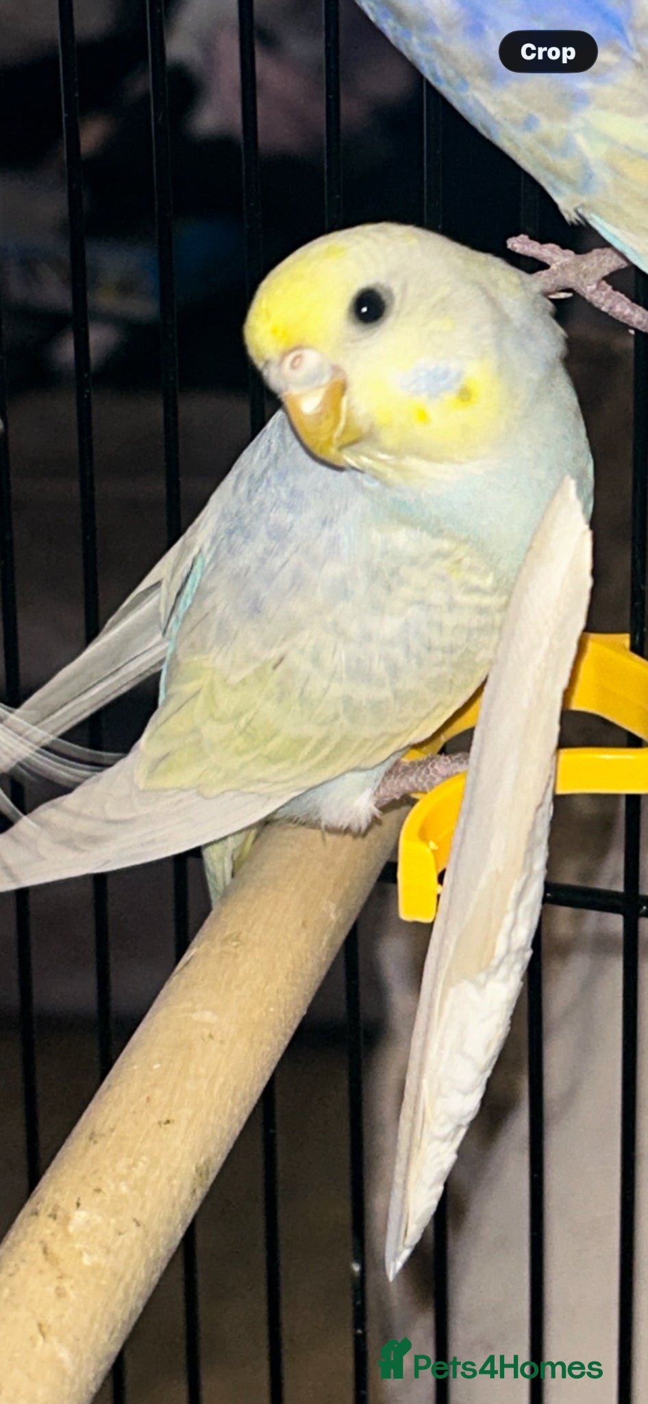Budgerigars birds Budgies - Advert 2