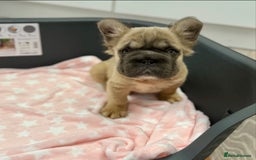 French Bulldog dogs for sale: Visual fluffy French bulldog puppies! - Image 12