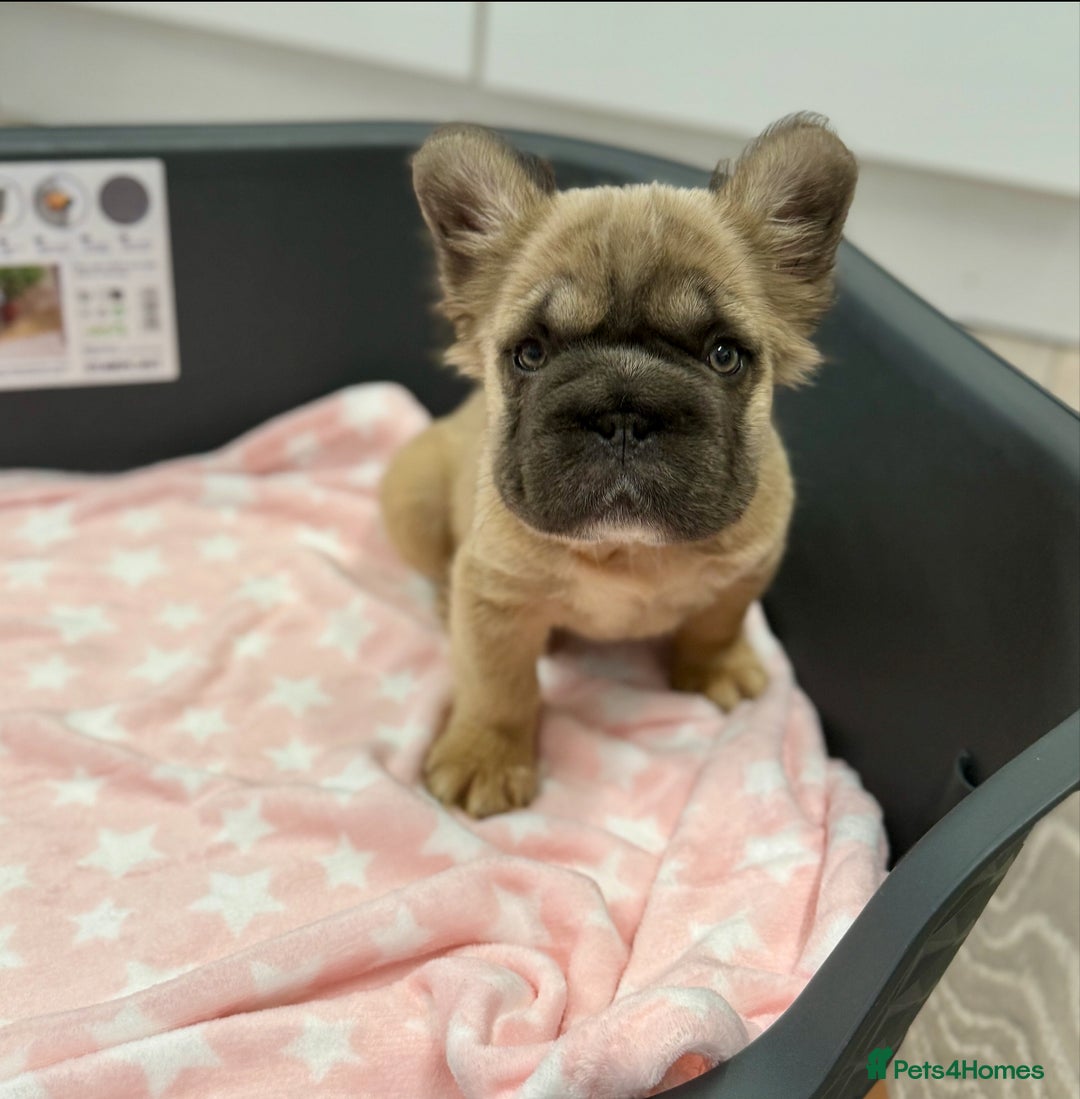 French Bulldog dogs for sale: Visual fluffy French bulldog puppies! - Image 12