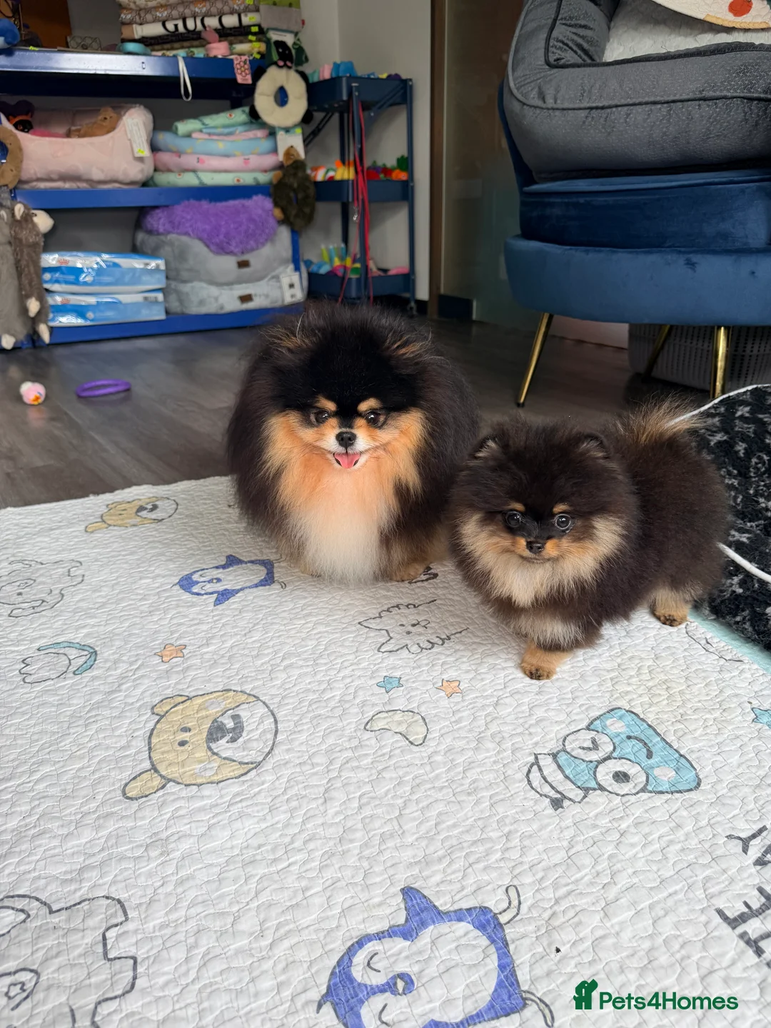 Pomeranian dogs for sale: Black and Tan Pomeranian girl - Advert 1