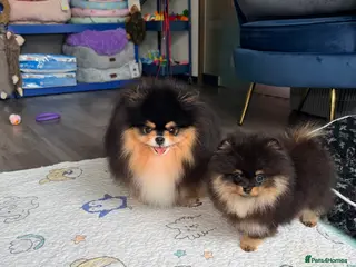 Pomeranian dogs Black and Tan Pomeranian girl - Advert 3