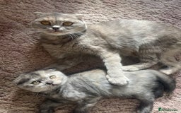 Scottish Fold cats for sale: Pedigree Scottish fold kittens for sale  - Image 6