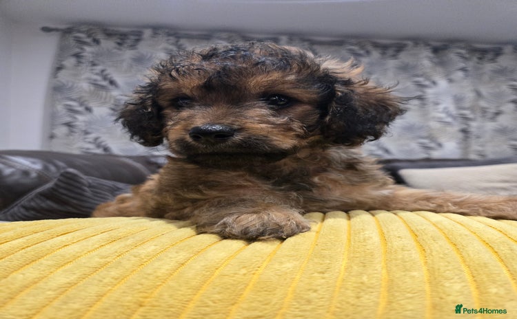 Cavapoo dogs - Advert 6