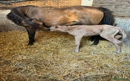 Welsh Section B horses for sale: sad sale of the most beautiful little dun mare! - Image 6