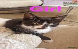 Mixed Breed cats for sale: 2 Beautiful Black & White Kittens - Image 2